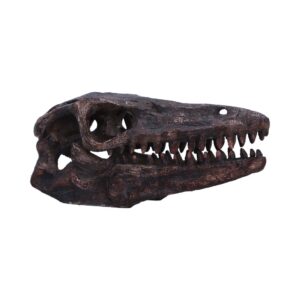 Archaeopteryx Skull 18cm